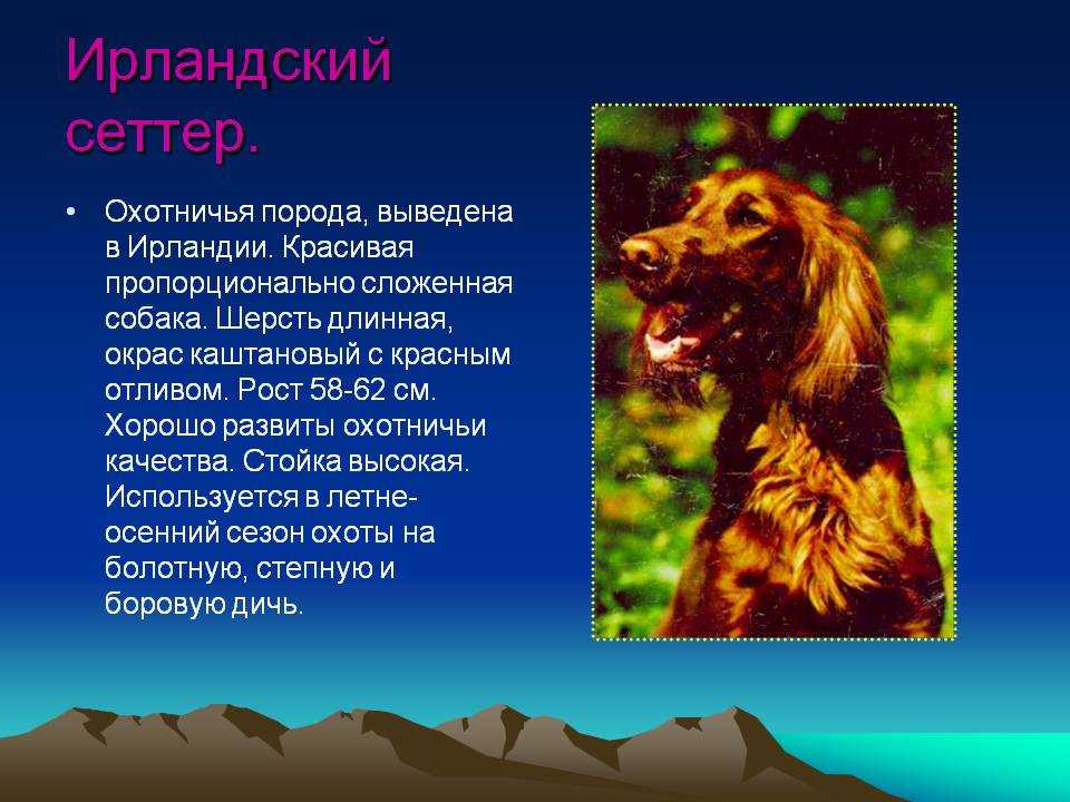 Ирландский сеттер собака. описание, особенности, уход и цена ирландского сеттера | sobakagav.ru