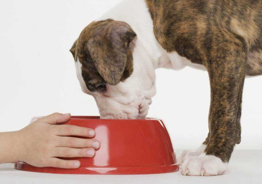 Что делать, если собака отказывается есть сухой корм