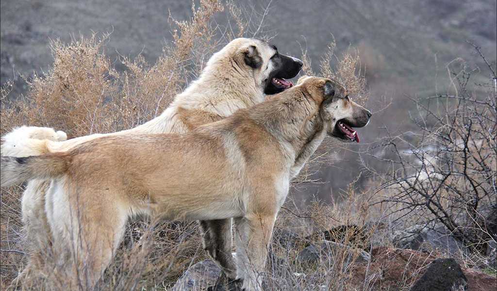Гампр: стандарт породы, особенности содержания армянского волкодава, характер, выбор щенка, цены, полезные фото и отзывы о собаке