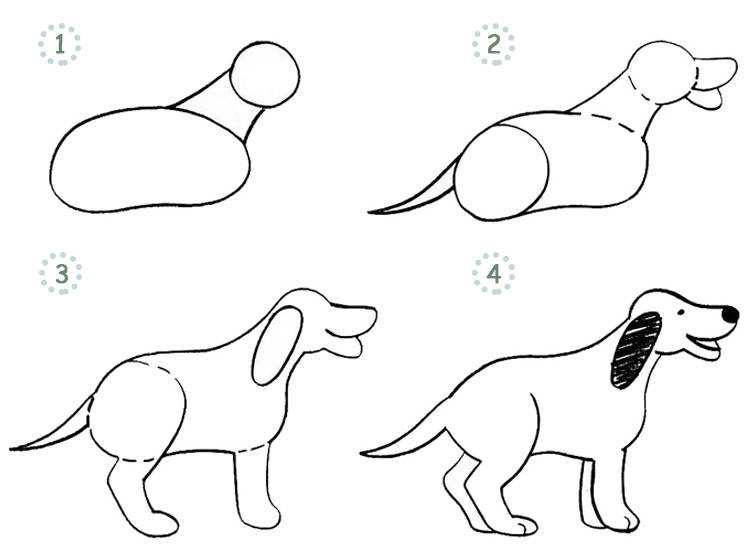Интересные способы рисования собак популярных пород в разных позах - хвастунишка - медиаплатформа миртесен