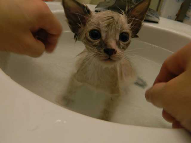 Как правильно мыть кошку сфинкса