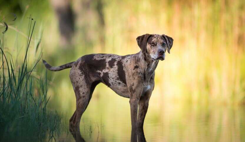 Леопардовая собака катахулы: уход за породой, цена щенков