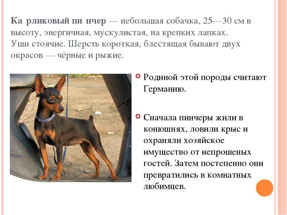 Русский той-терьер фото, цена щенка, описание породы, отзывы