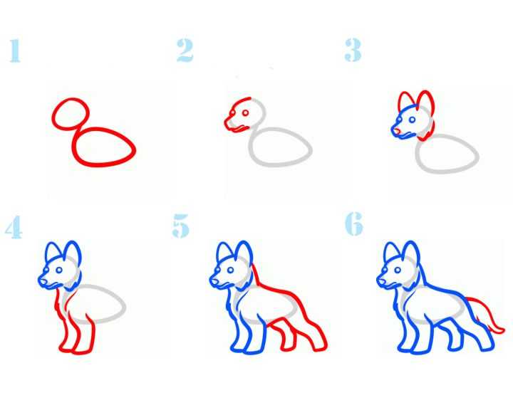 Интересные способы нарисовать собак популярных пород в разных позах