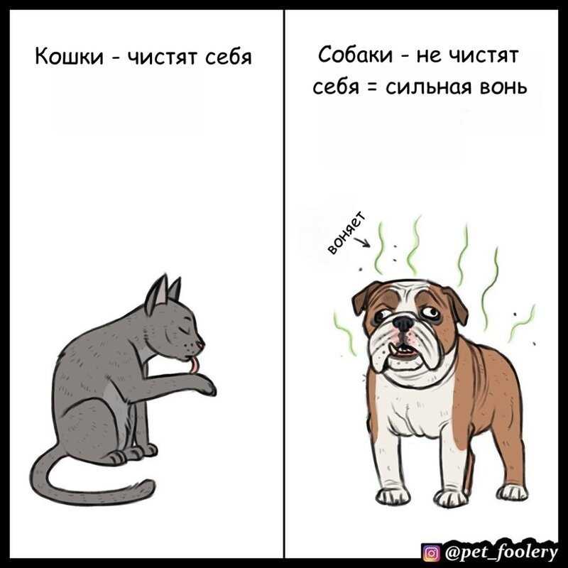 Почему собаки не любят кошек - 6 причин - kotiko.ru