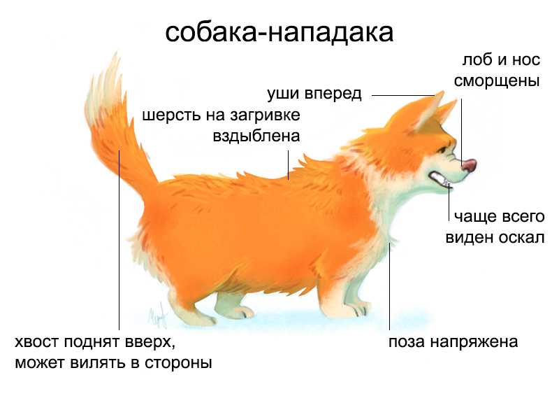 Агрессия у собак: причины, методы устранения. — полезные материалы cataloxy.ru