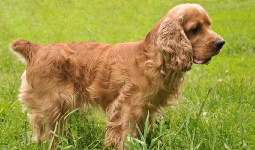 Американский кокер спаниель собака. описание, особенности, уход и цена породы