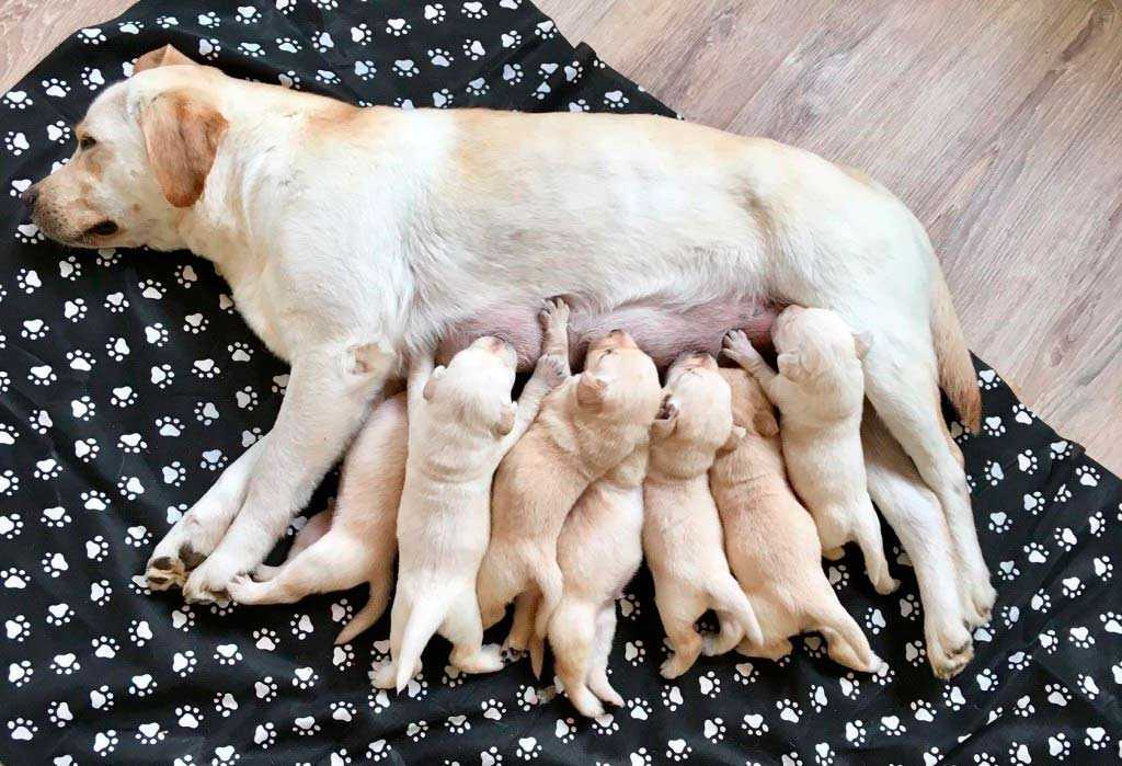 Беременность у собак: сколько длится, подробно по дням, тест
