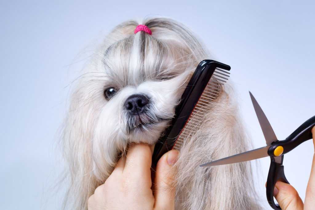 Как самостоятельно подстричь йорка — пошаговая инструкция