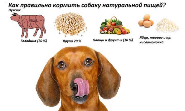 Какие продукты не вызывают аллергию у собак | блог ветклиники "беланта"