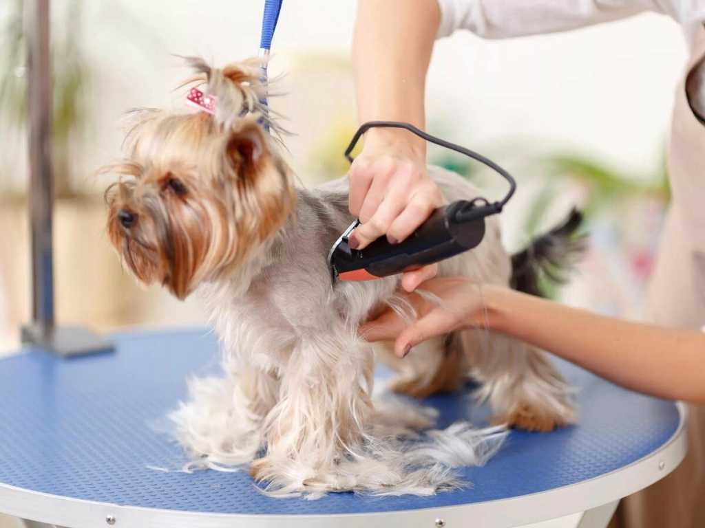 Как подстричь ногти собаке: описание процедуры, как часто делать