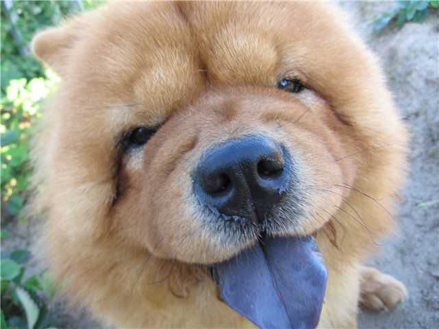 Порода собак с фиолетовым языком как называется
