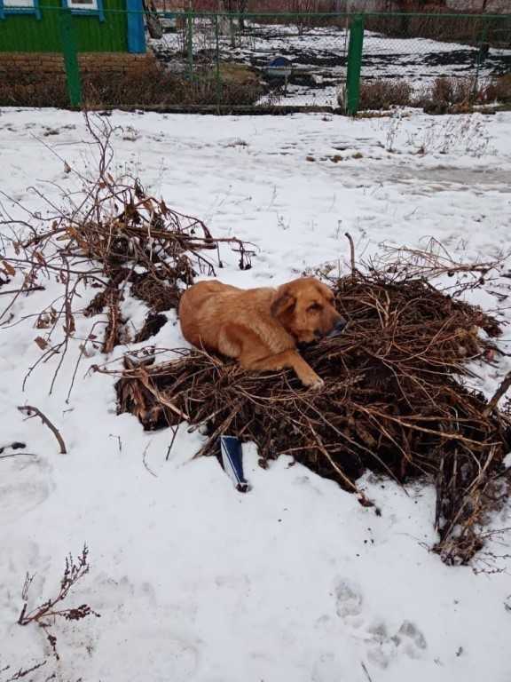 Адаптация собаки на новом месте после смерти хозяина | hill's pet