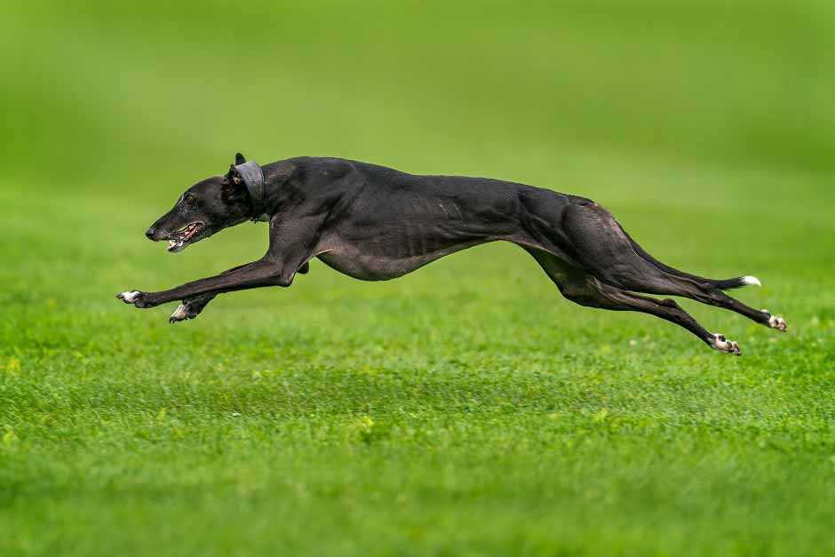 Грейхаунд: описание собак породы английская борзая. как выбрать щенка и правильно тренировать животных?
