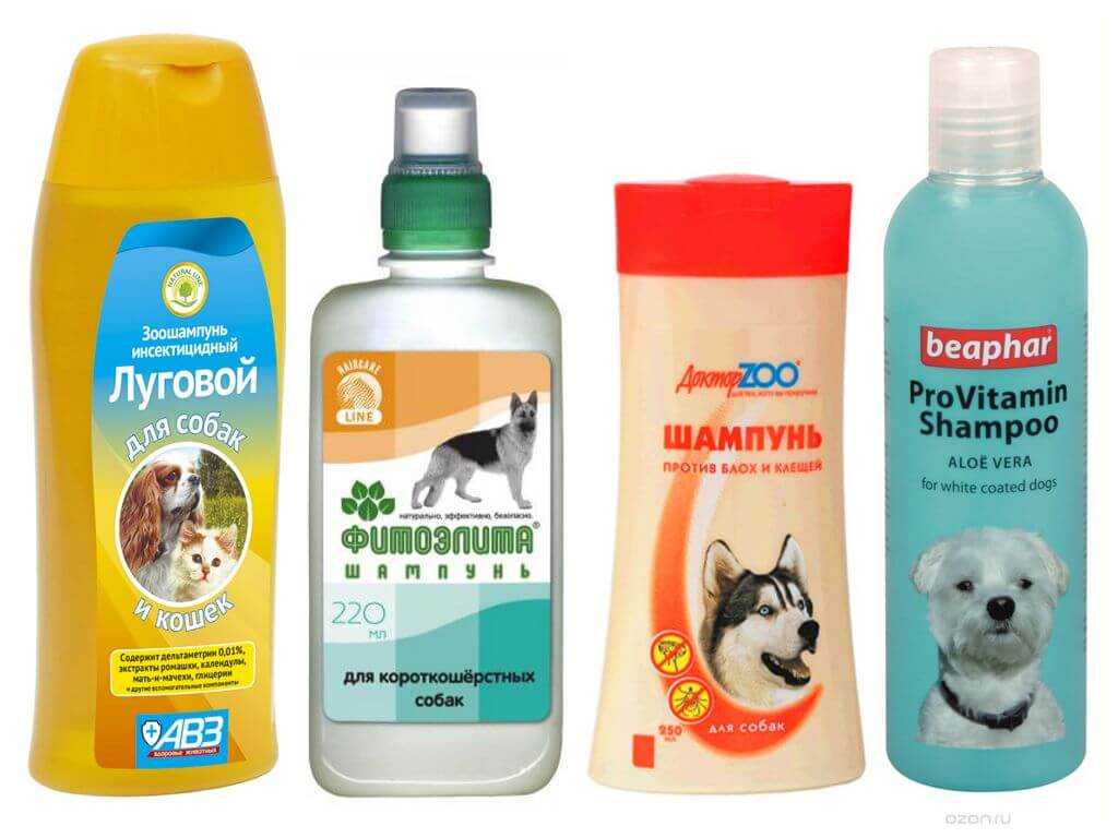Как часто можно мыть собаку: с шампунем, йорка, чихуахуа, той-терьера, шпица, спаниеля