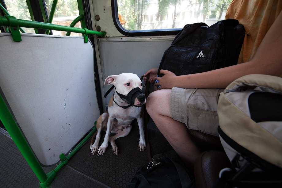 перевозка собак и животных в наземном пассажирском транпорте, автобусах