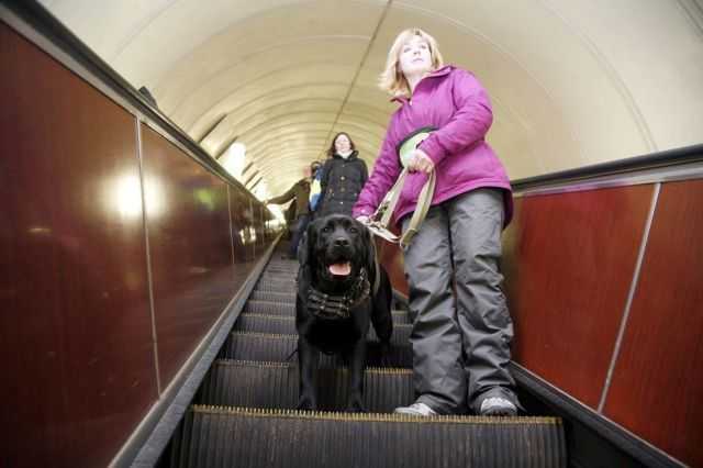 Правила провоза (перевозки) собаки в метро - petstory