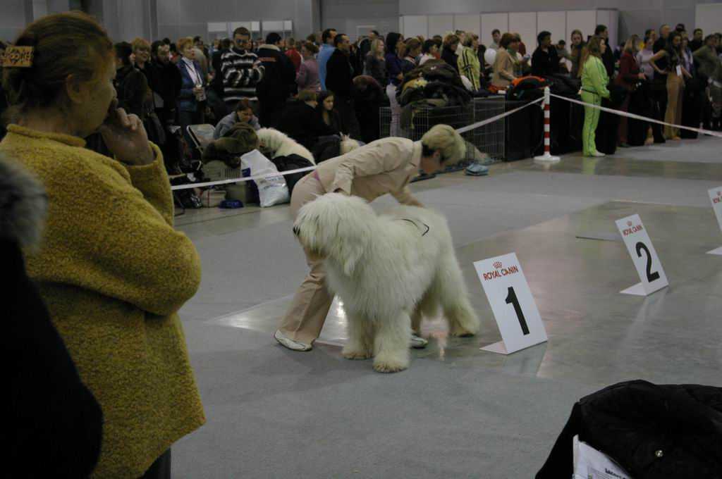 "крафт" (crufts dog show) – всемирная выставка собак с вековой историей