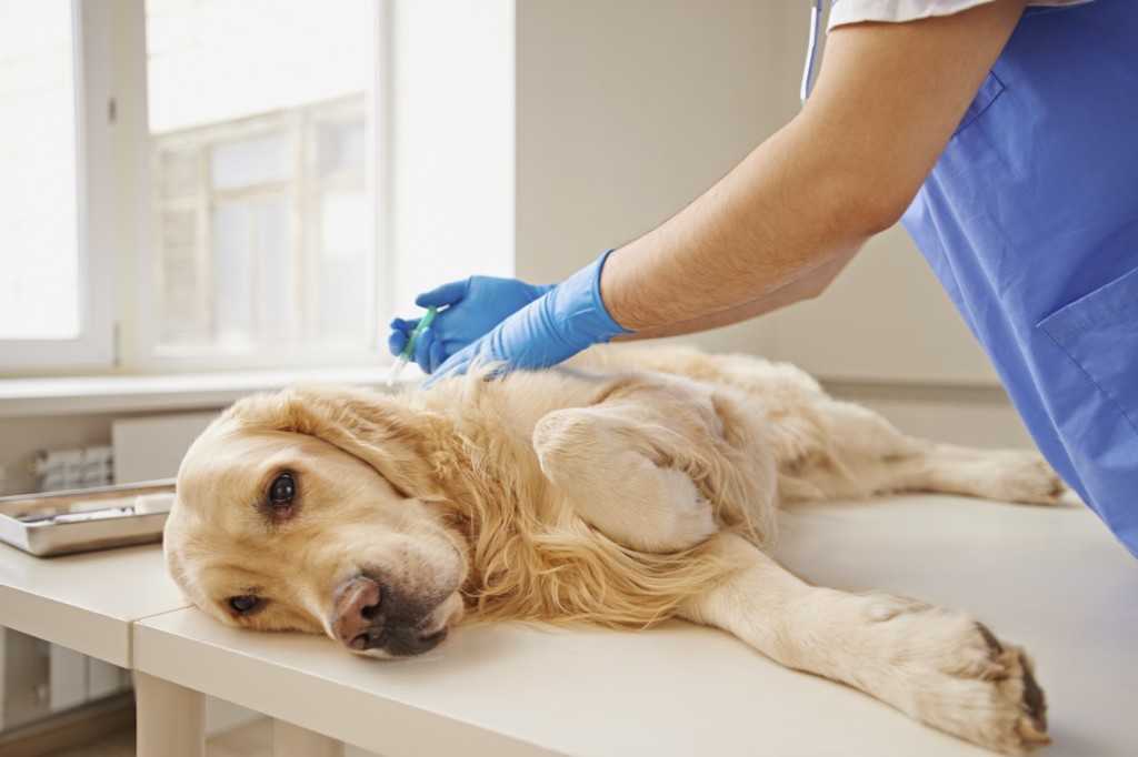 Удаление инородного тела у собаки