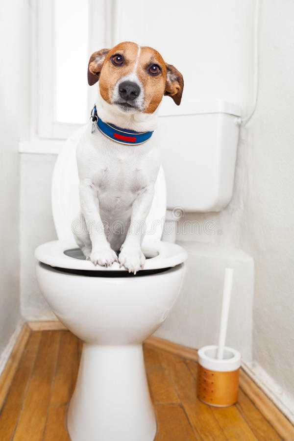 Как приучить щенка или взрослую собаку к туалету на улице
