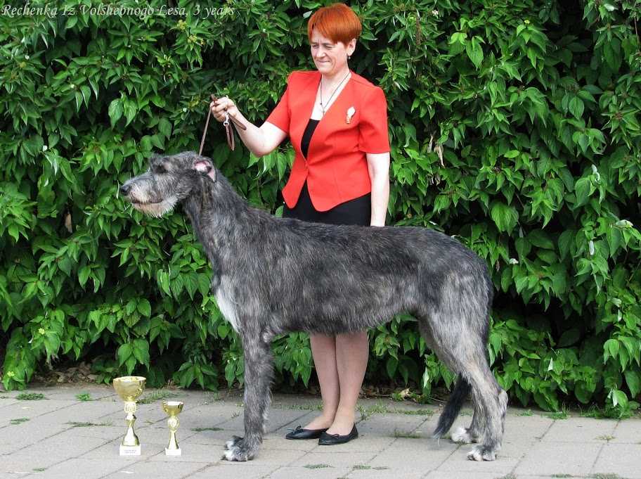 Шотландская оленья борзая: стандарт породы, характеристика и повадки собаки