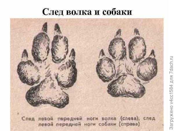 Собаки и волки: различия и сходства — сайт эксперта по животным