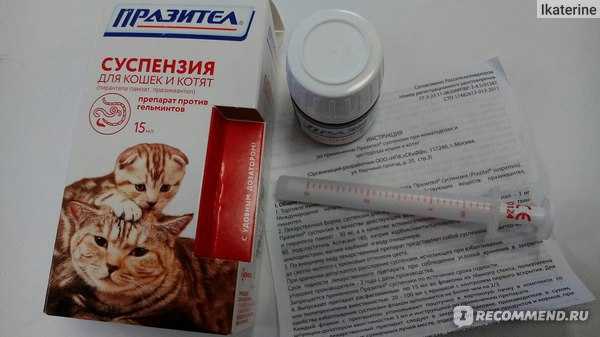 Учимся давать таблетку коту – популярные методы