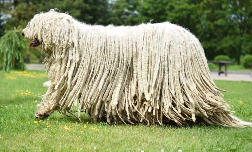 Бергамская овчарка — фото, описание породы, характер, особенности содержания и ухода за бергамаско