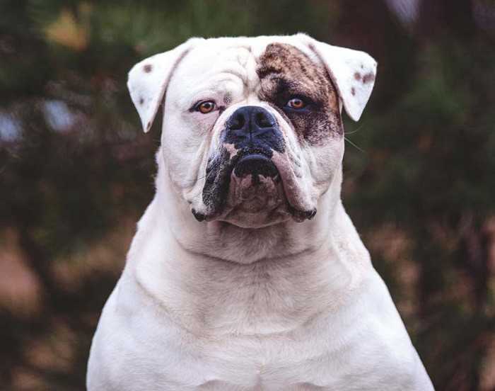 Американский бульдог (66 фото): описание породы и характер, характеристика щенков. сколько живут собаки? отзывы владельцев