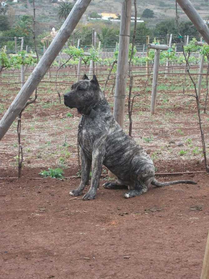 Канарский дог - характеристика собаки, выращивание щенков, питание и воспитание