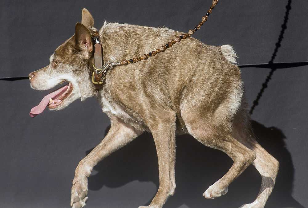 ᐉ внешность обманчива: самые страшные собаки в мире — топ 10 - zoopalitra-spb.ru