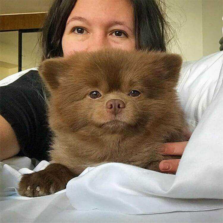Собака, похожая на медвежонка