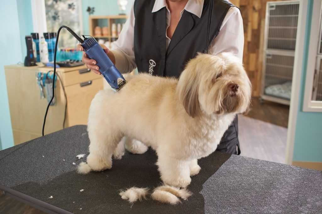 Стрижка собак: как правильно подстричь питомца
