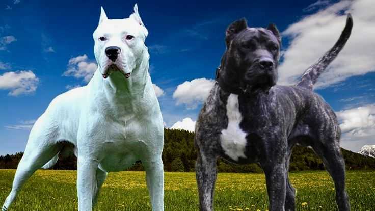 Бойцовские собаки: список пород с фото и названиями