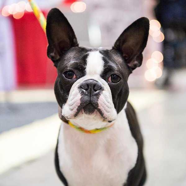 Бостон терьер: описание содержания, выбора щенка и особенности характера собаки (105 фото)