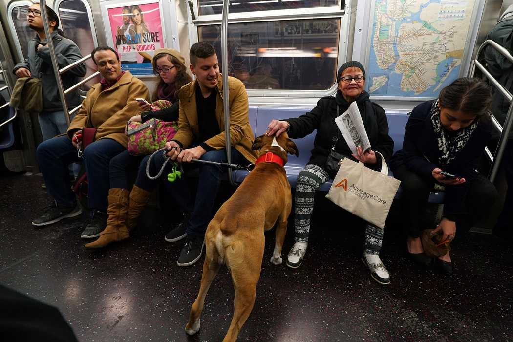 Можно ли с собакой в метро и каковы правила перевозки