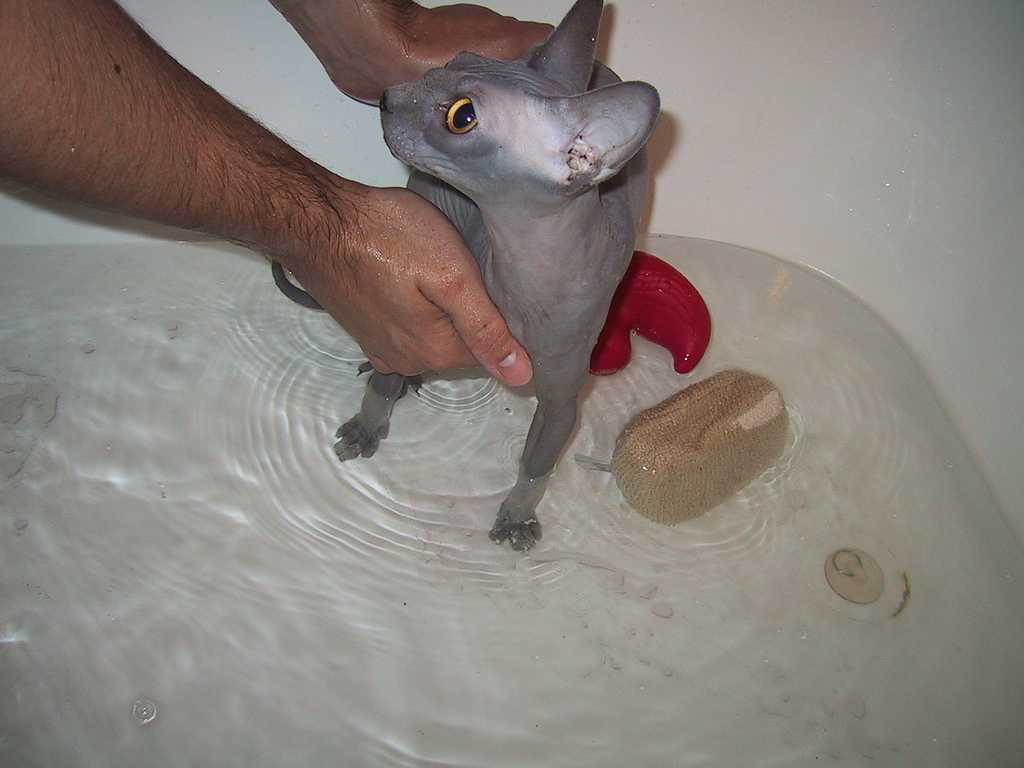 Как правильно купать котенка: с какого возраста и как часто можно мыть сфинкса