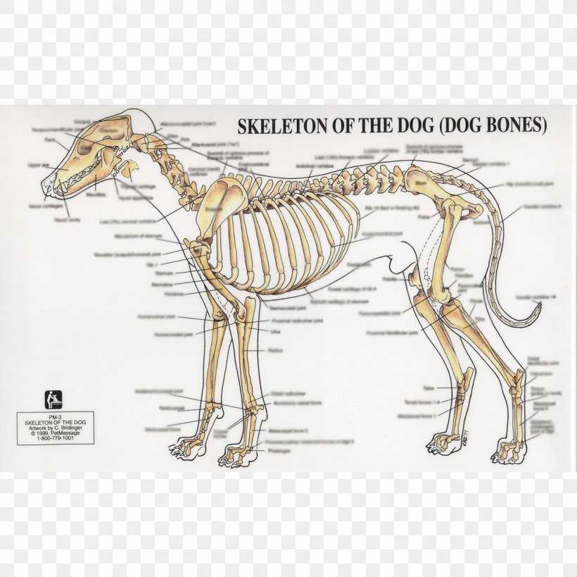 Строение собаки в картинках | скелета, глаза, уха, когтя, носа, зубов