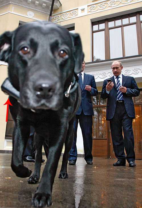 Собака путина: фото питомцев российского президента с названиями и указанием пород