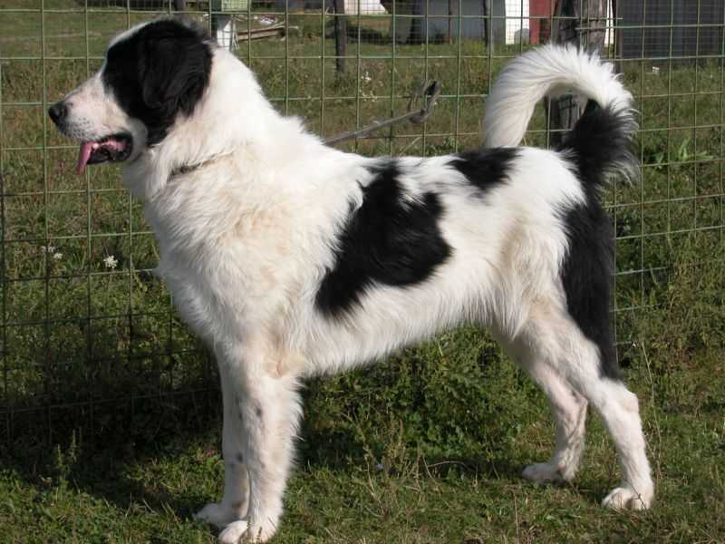 Русский черный терьер (собака сталина): фото и видео, цены, описание породы