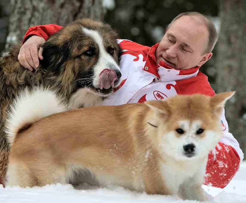 Российские и зарубежные знаменитости-собачники и их любимые питомцы
