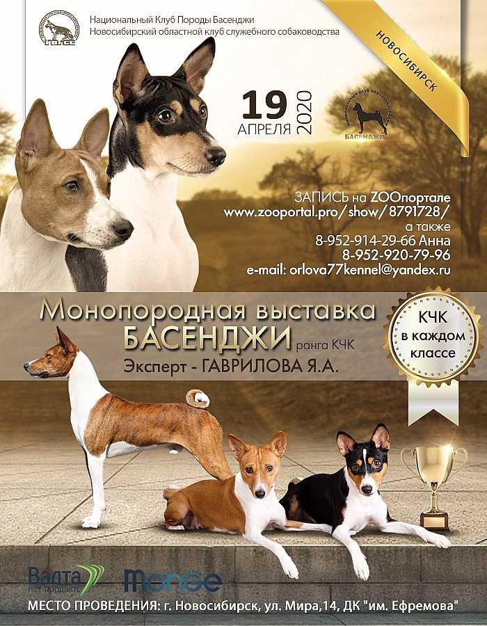 Международная выставка собак в сокольниках