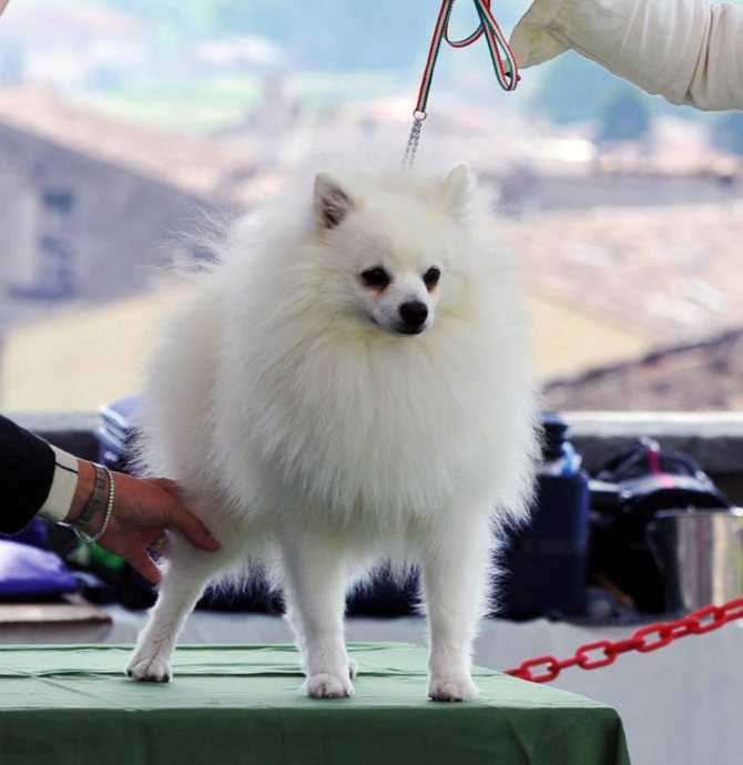 Вольпино итальяно: характеристики породы собаки, фото, характер, правила ухода и содержания