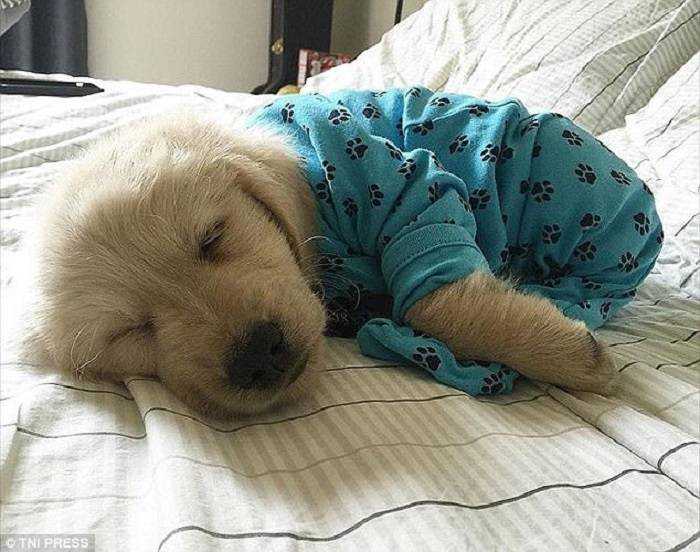 Сколько часов в сутки спит собака – взрослая или щенок