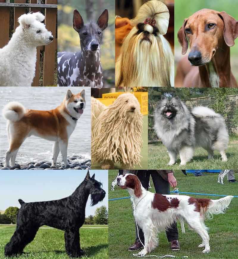 Сколько существует виды пород собак