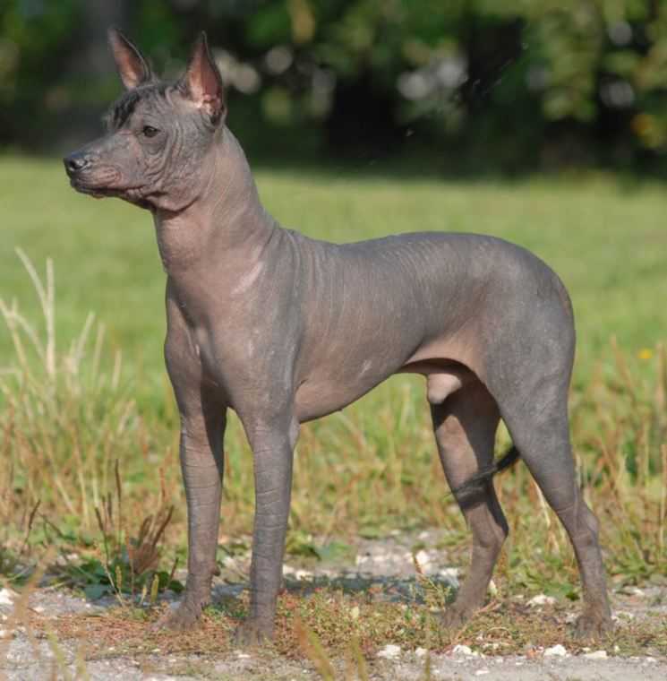 Ксолоитцкуинтли (мексиканская голая собака): описание, характеристика породы