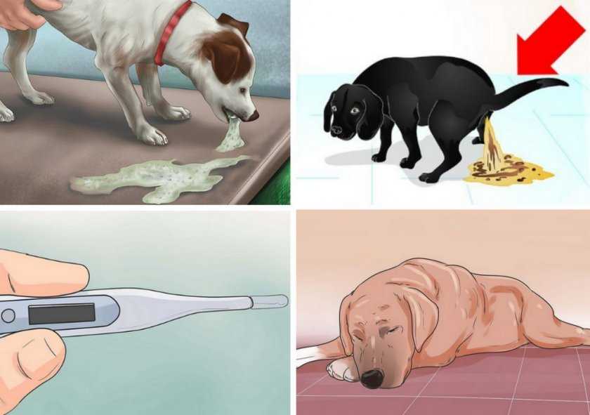 Лечение энтероколита у собак: причины, заболевания и симптомы