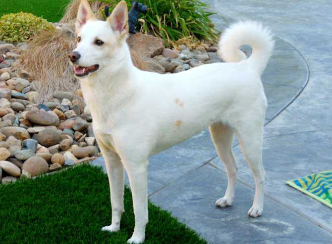 Ханаанская собака - описание породы, фото, купить щенка