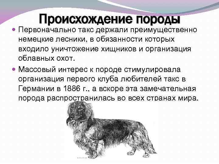 Карликовая такса – характеристика породы: размер и вид собаки, характер и поведение, содержание в домашних условиях