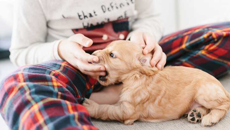 Как отучить собаку кусаться: главные основы воспитания